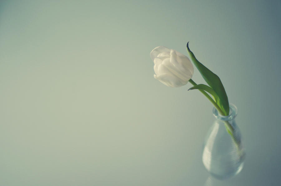 White Tulip In Small Glass Vase Photograph by Photo By Ira Heuvelman-dobrolyubova