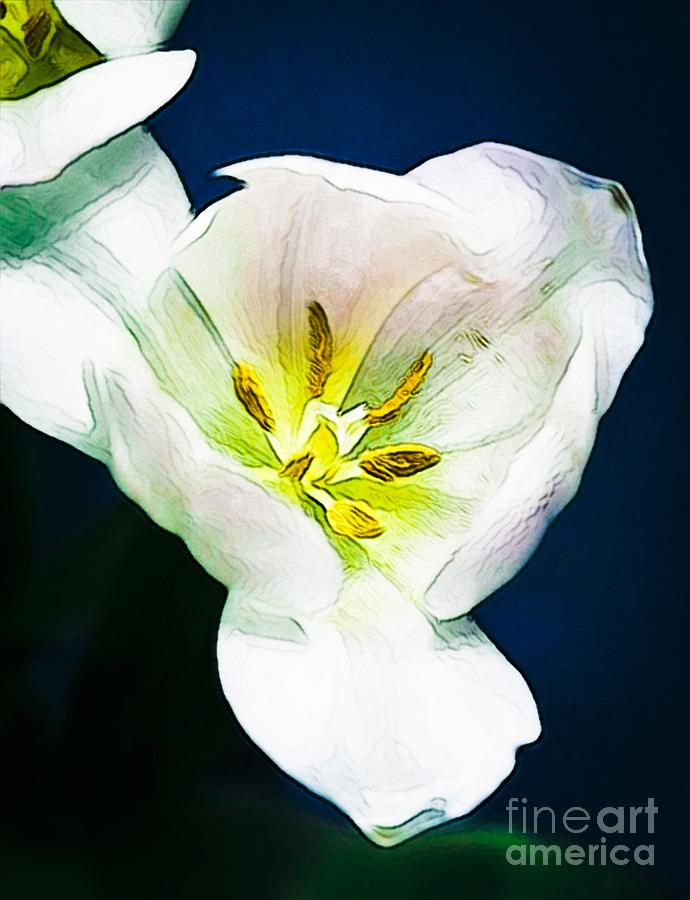 White Tulip Photograph by Mesa Teresita