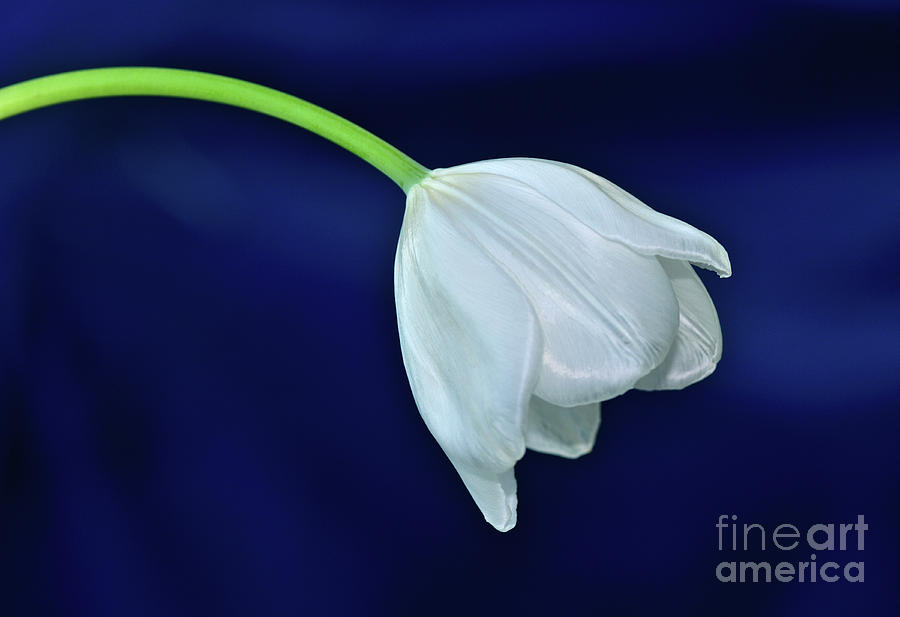 White Tulip On Blue By Kaye Menner Photograph