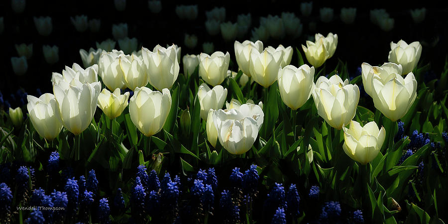 White Tulip Panorama Photograph by Wendell Thompson
