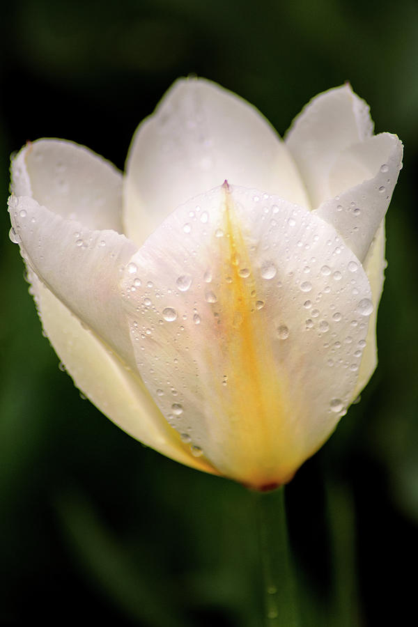 White Tulip Profile Photograph by Don Johnson
