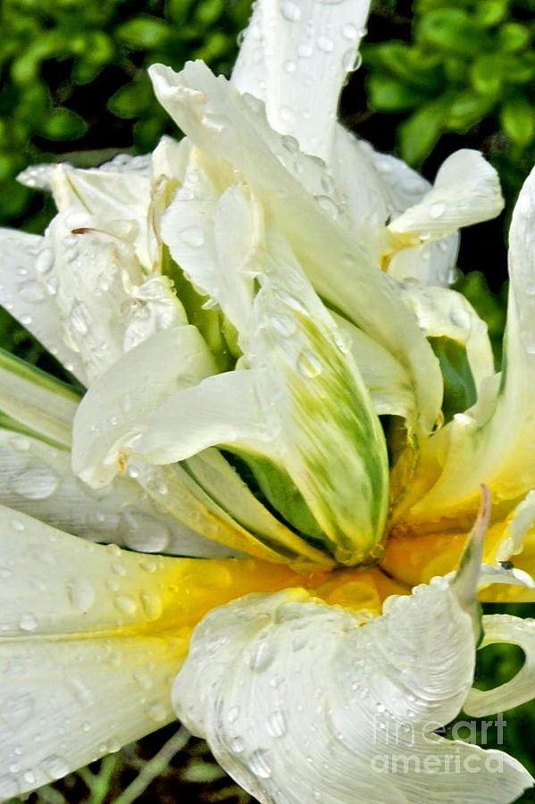 White Tulip Spray Photograph by Steffani GreenLeaf