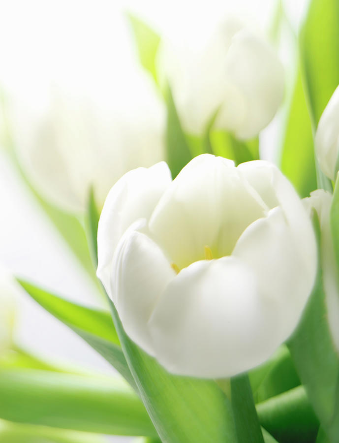 White Tulip Photograph by Stuart Minzey
