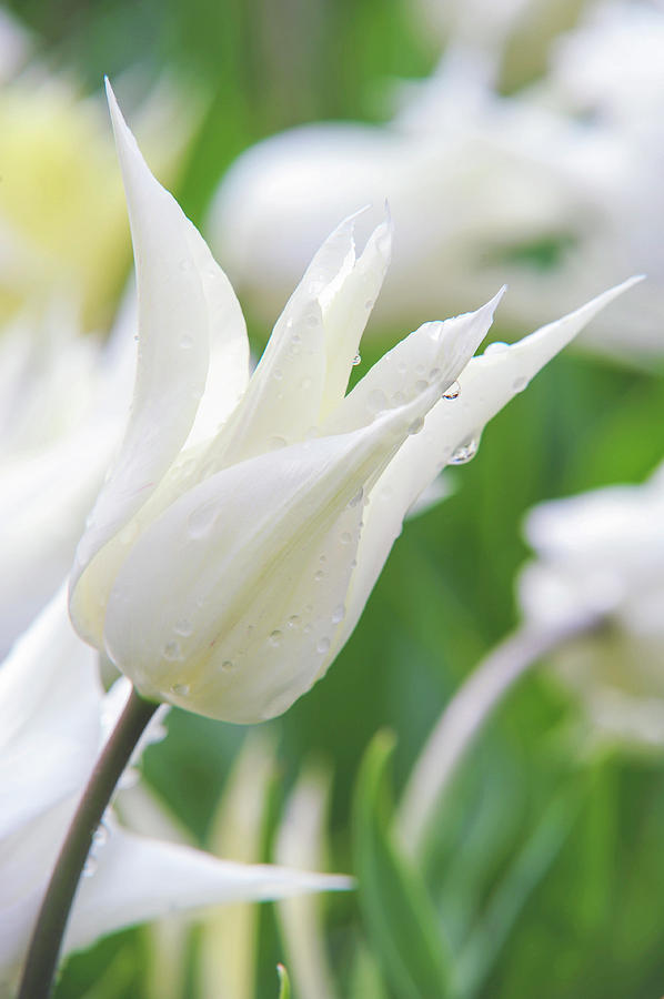 White Tulip Tres Chic Photograph by Jenny Rainbow