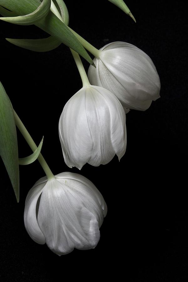 White Tulips Against Black Background Photograph by Catja Vedder
