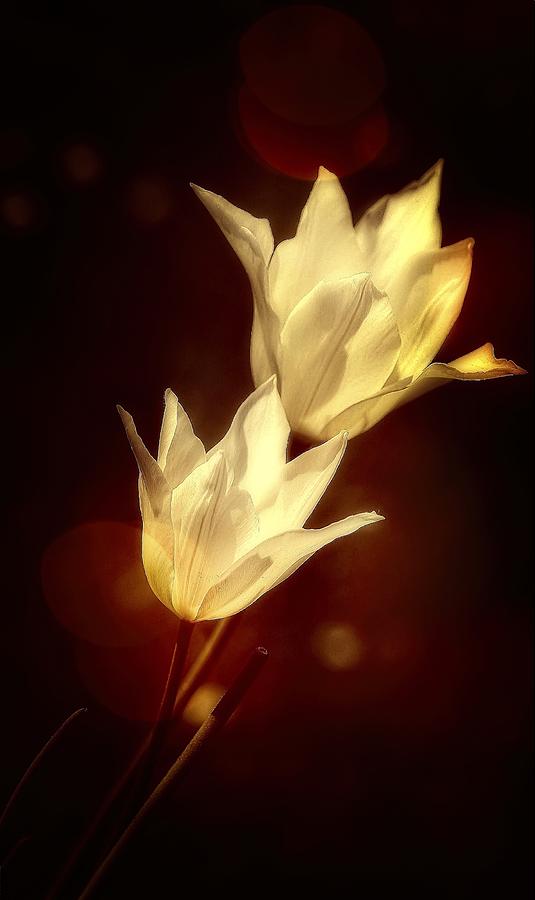 Flower Photograph - White Tulips by Anna Cseresnjes