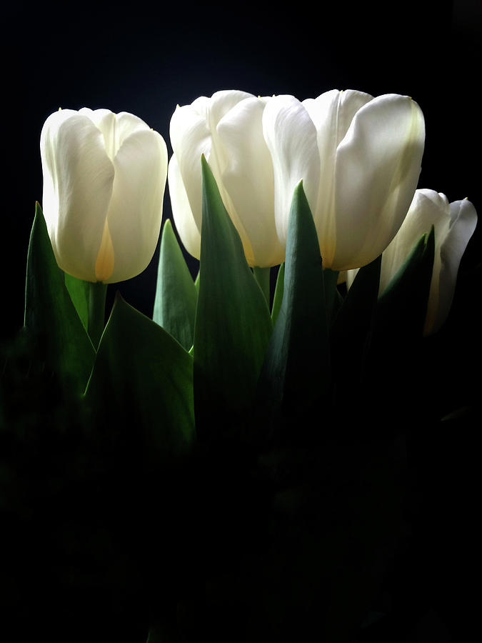 Flower Photograph - White Tulips Copy by Patricia Dymer