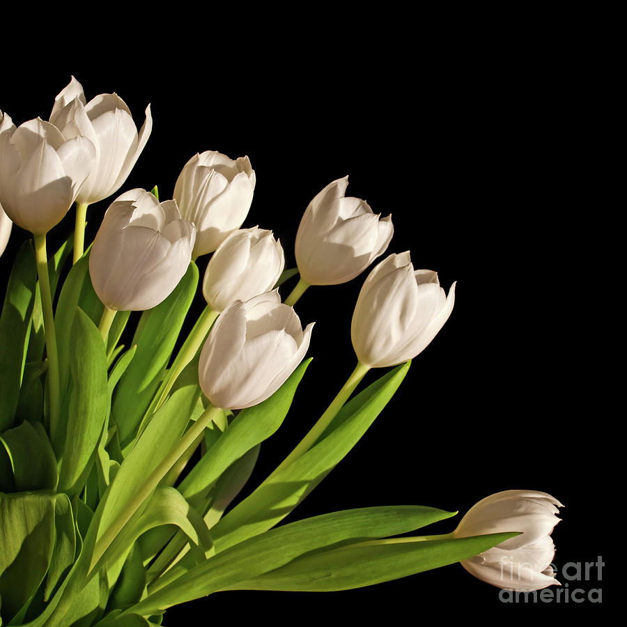 White tulips Photograph by Delphimages Photo Creations