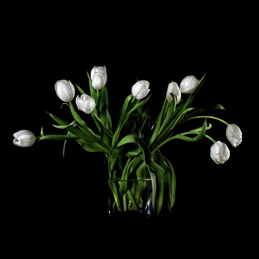 White Tulips In Vase Photograph by Rachel Slepekis
