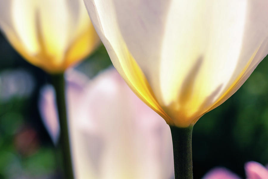 White Tulips by Jeanette Fellows White Tulips by Jeanette Fellows