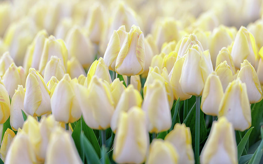 White tulips Photograph by Jenco Van Zalk