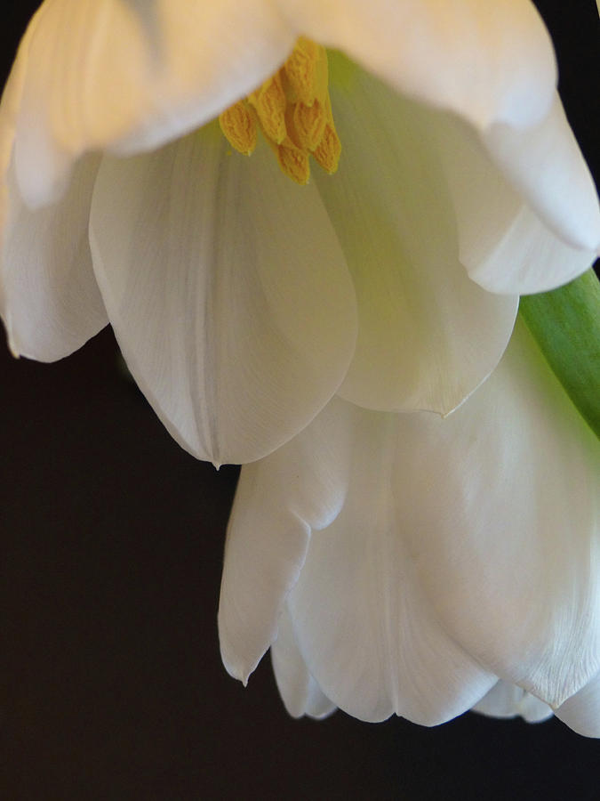 White Tulips Photograph by Julia Wilcox
