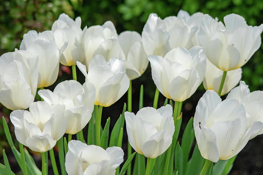 White Tulips Photograph by Mary Ann Artz