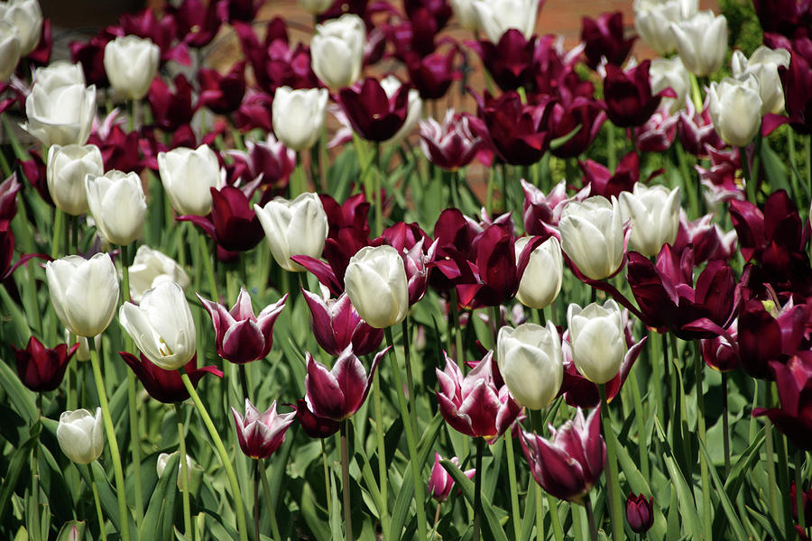 White Tulips Photograph by Mike Murdock