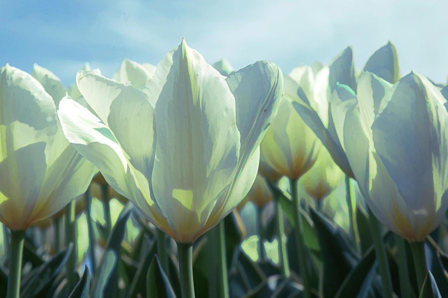 White Tulips Photograph by Steve Ladner