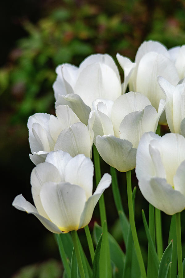 White Tulips Vertical Photograph by Mary Ann Artz