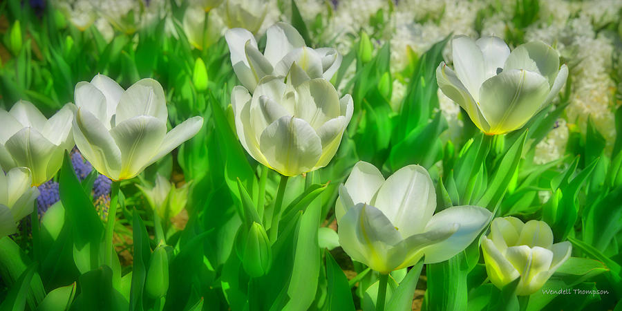 White Tulips Photograph by Wendell Thompson