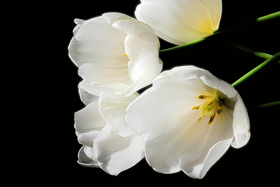 White Tulips Photograph by Wolfgang Stocker
