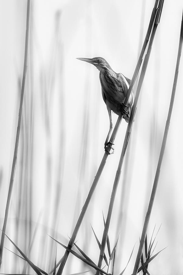 Heron Photograph - White by Violeta Milutinovic