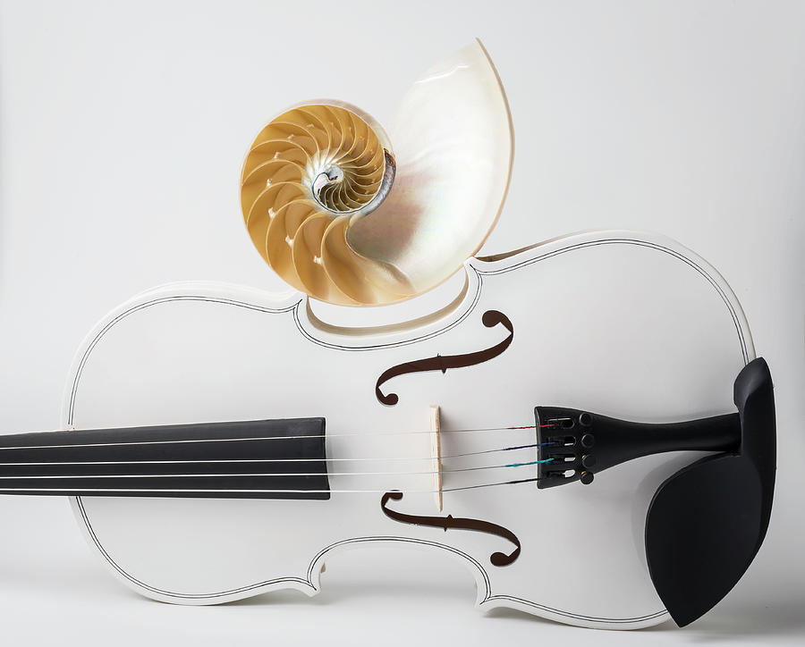 White Violin And Nautilus Photograph by Garry Gay