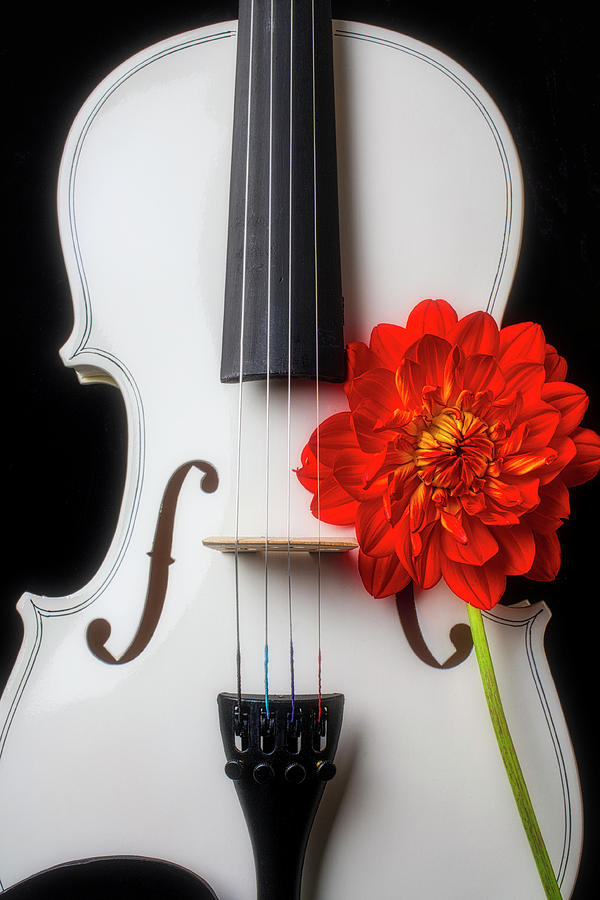 White Violin And Red Dahlia Photograph by Garry Gay