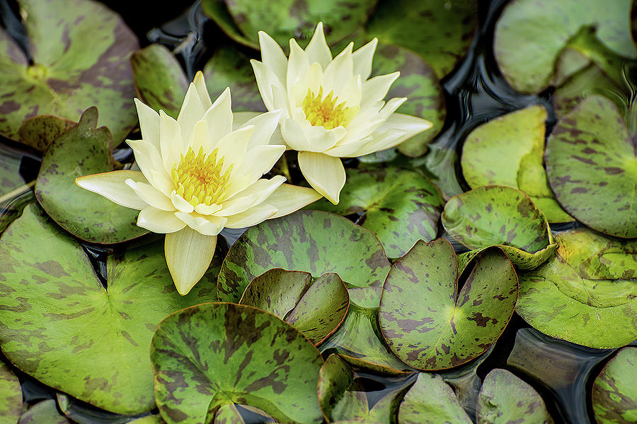 White Water Lilies  Photograph by Teresa Hughes