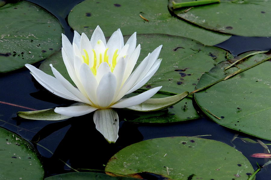 White Water Lilly Photograph by Jeffrey PERKINS