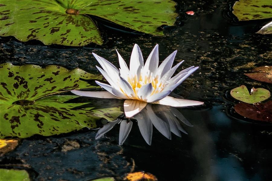 White Water Lily at Gibbs Gardens Photograph by Mary Ann Artz