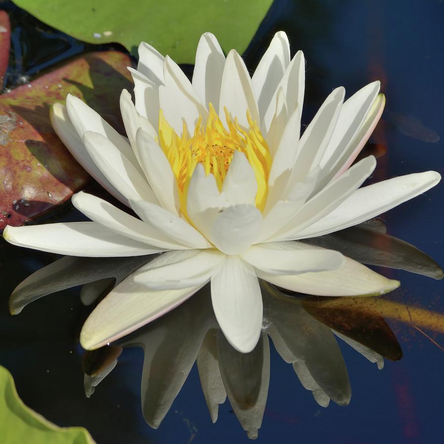 White Water Lily-Square Photograph by Bradford Martin