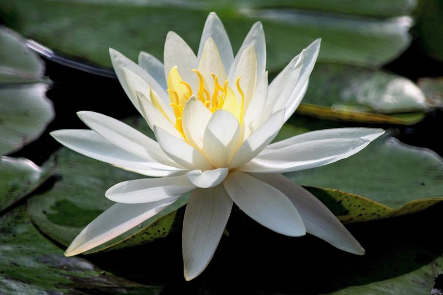 White Water Lily - Gibbs Gardens Photograph by Mary Ann Artz