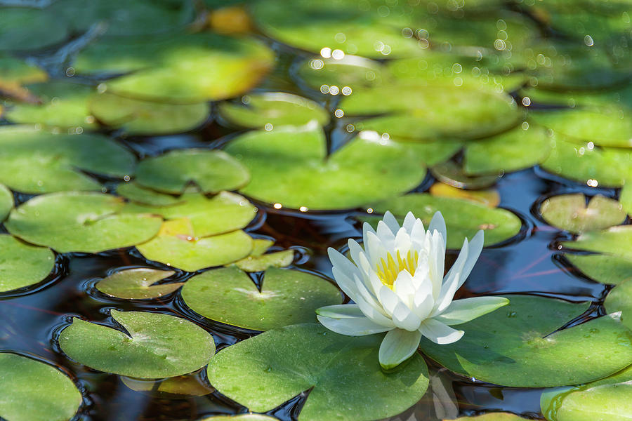 Flower Photograph - White Water Lily In Pond by Brian Harig