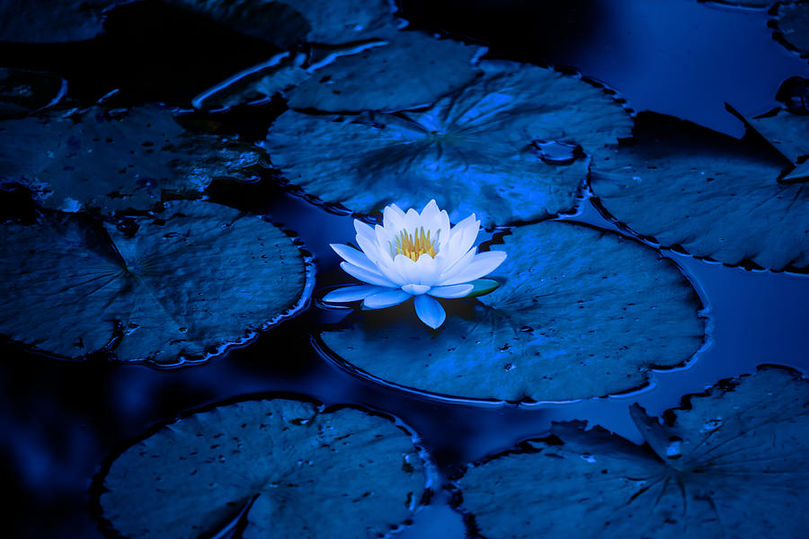White Water Lily In The Early Morning Photograph by ?????