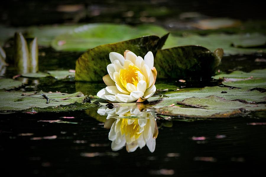 White Water Lily Reflection Photograph by Mary Ann Artz