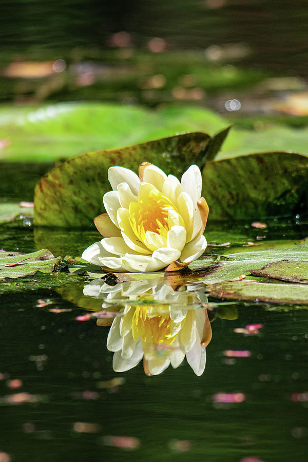 White Water Lily Reflection Vertical Photograph
