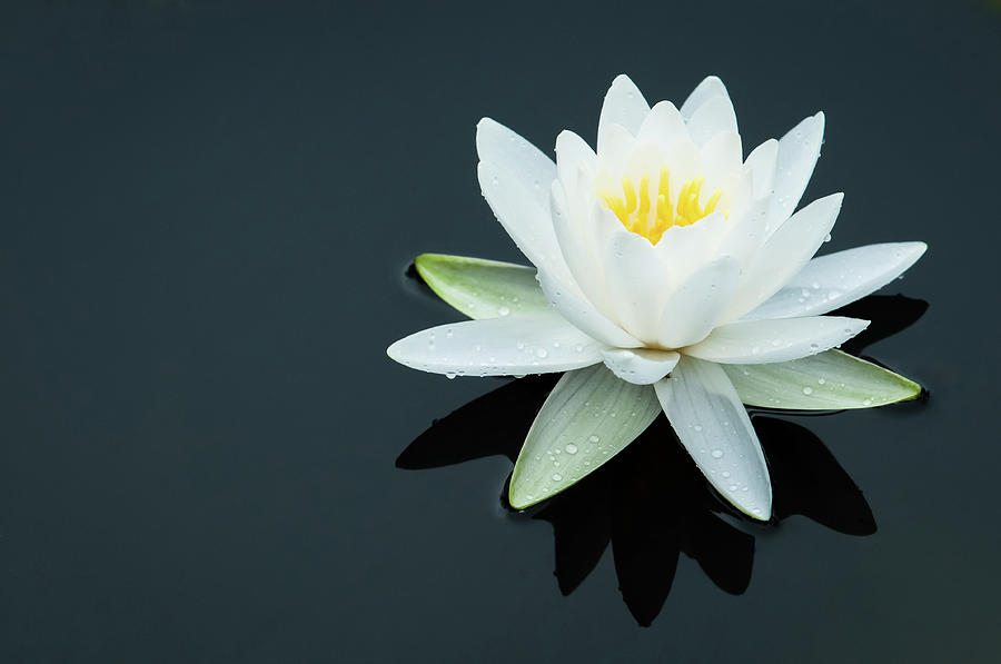 White Water Lily Photograph
