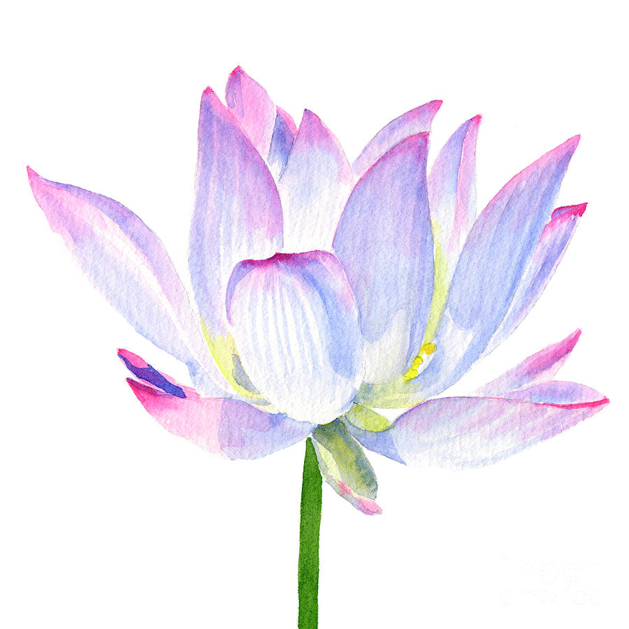 White Waterlily Square Design Painting by Sharon Freeman