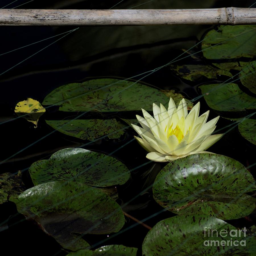 White Waterlily w Lilypads Photograph by Margie Avellino