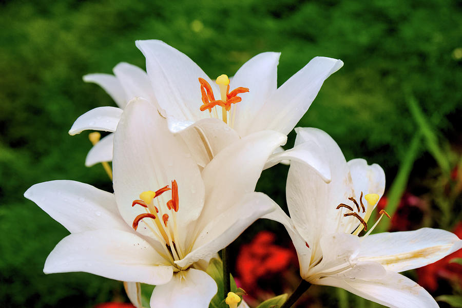 White white lilies Photograph by Cathy Anderson - Fine Art America