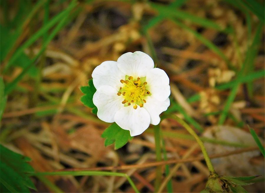 - White Wild Flower Photograph by THERESA Nye