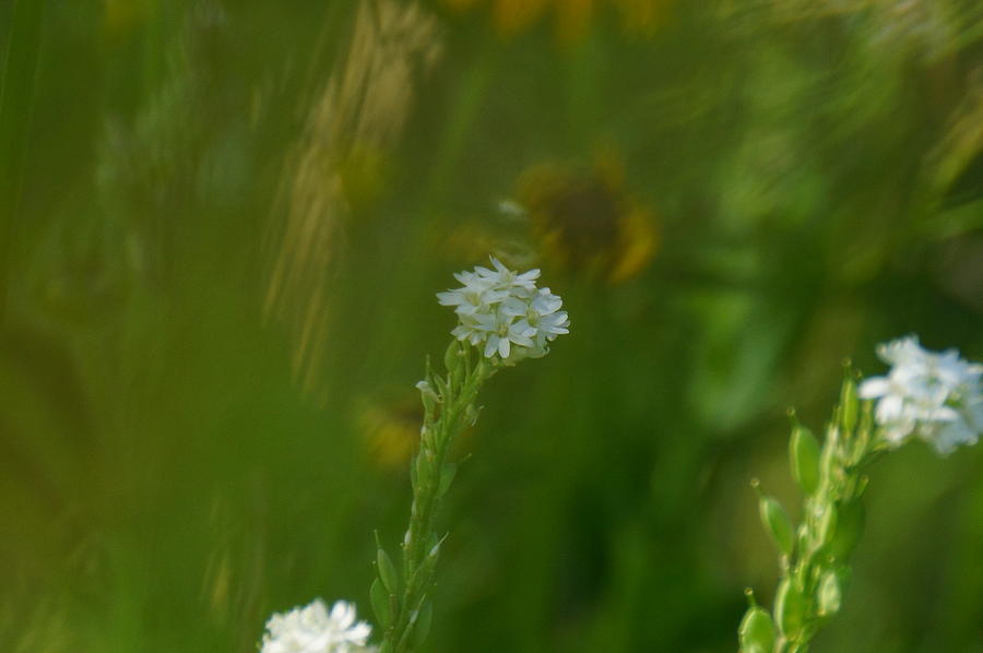 White Wild Flowers Photograph by Steven Clipperton