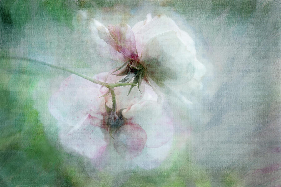 White Wild Roses Digital Art by Terry Davis