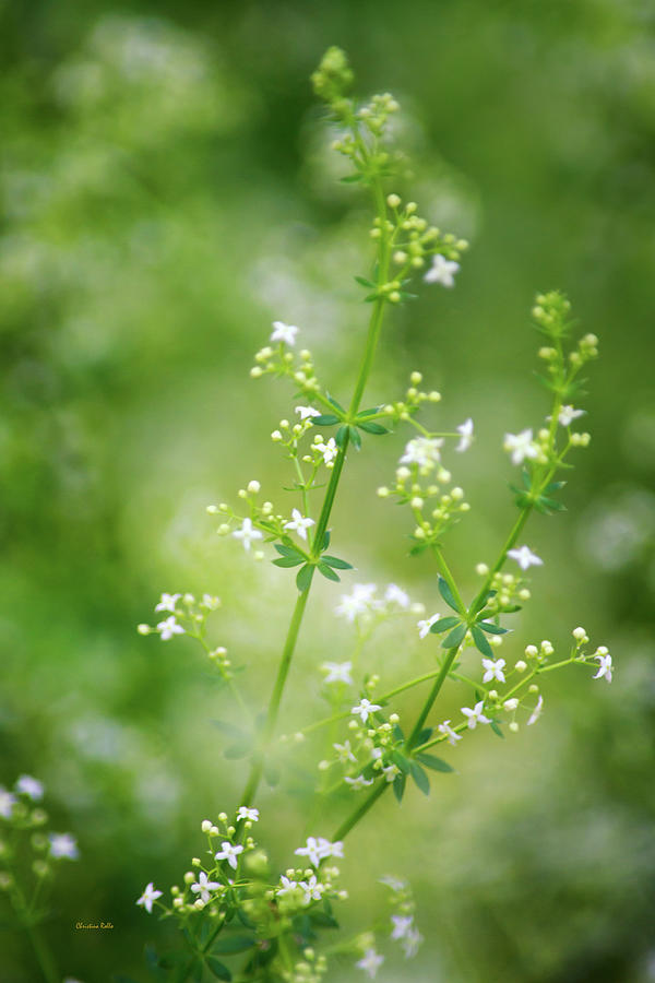 White Wildflowers Bedstraw Photograph by Christina Rollo