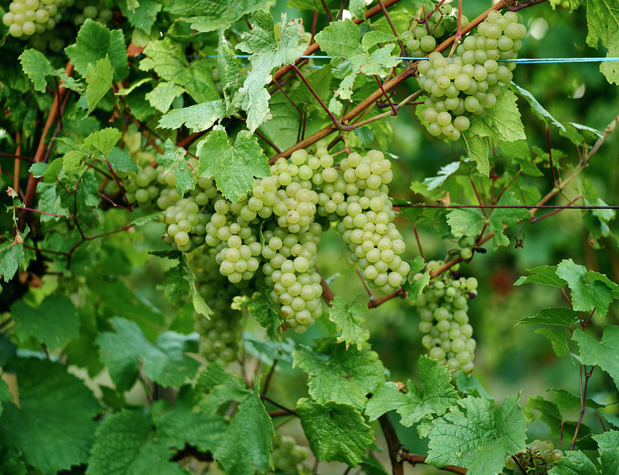 White Wine Grapes On A Vine In A Vineyard In Alsace Photograph by Oliver Brachat