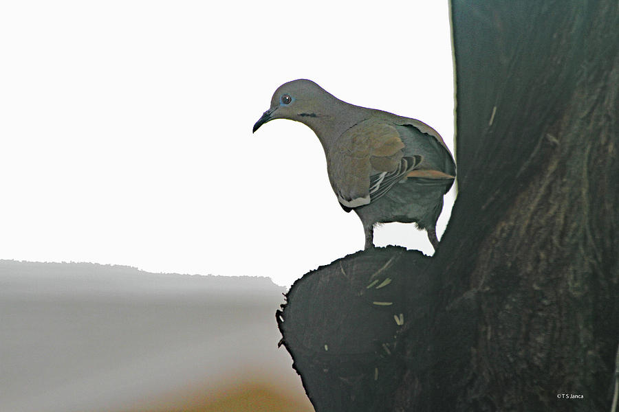 White Wing Dove Waiting For Peach Face Love Birds  Digital Art by Tom Janca