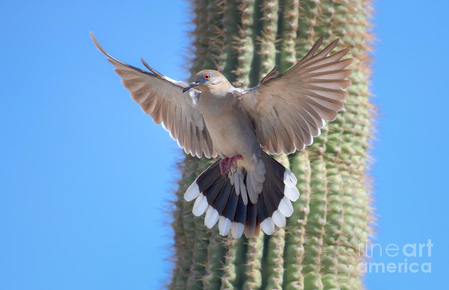 White-winged Dove by Lisa Manifold White-winged Dove by Lisa Manifold
