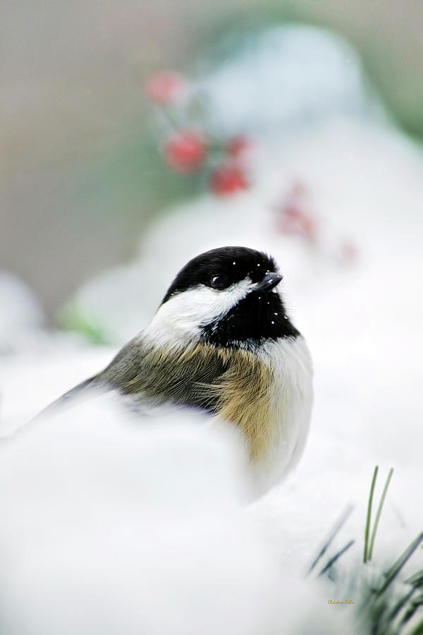 White Winter Chickadee Photograph by Christina Rollo