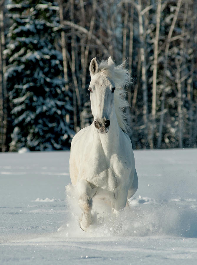 White Winter Horse Photograph by Photographs By Maria Itina