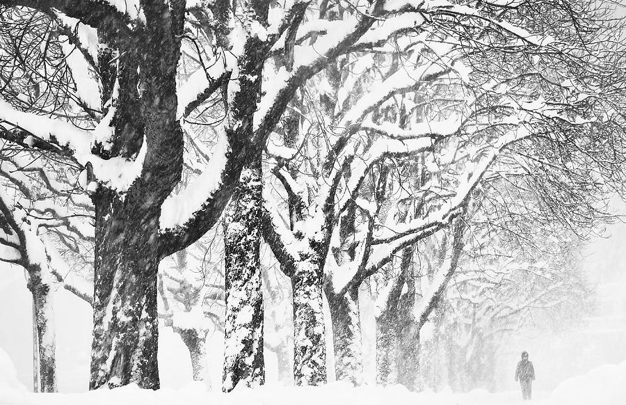 White Winter Photograph by Samanta Krivec
