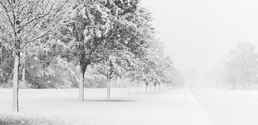 White Winter Photograph by Stamp City