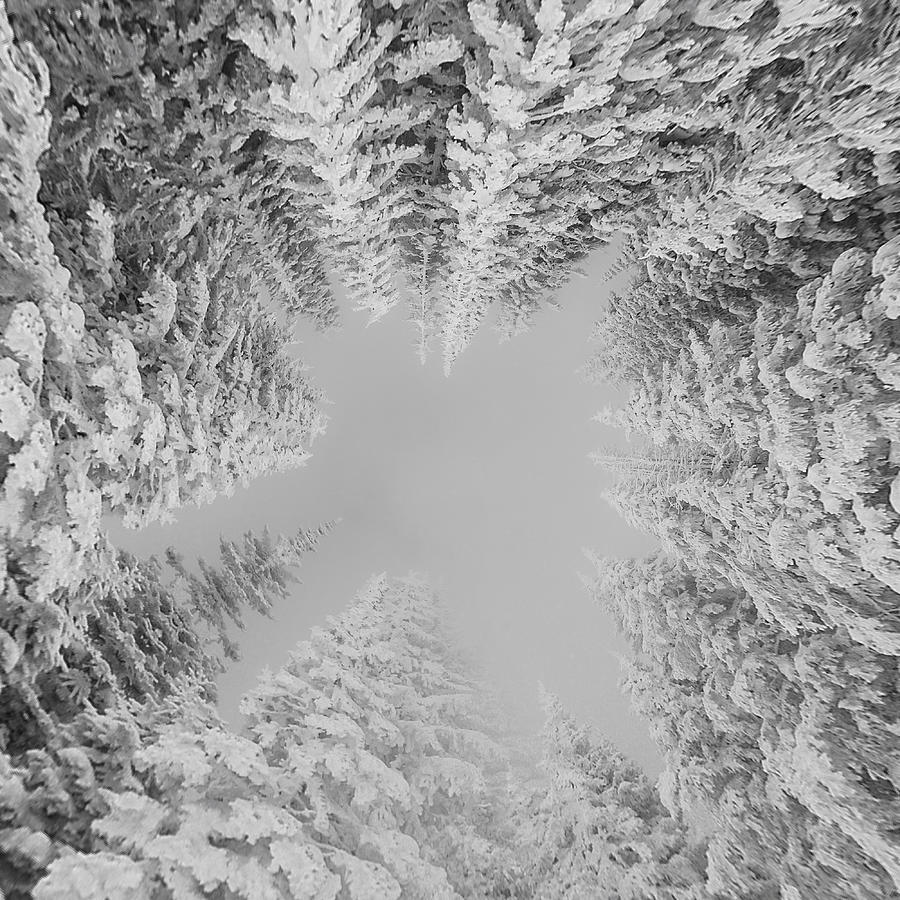 White Winter Wonderland  Photograph by Rand Ningali